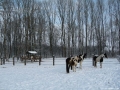 img_1263241978_337_lg-jpg