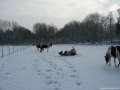 img_1263241983_405_lg-jpg